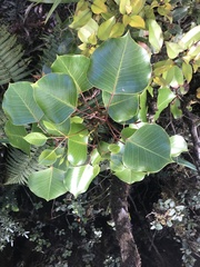 Cheirodendron platyphyllum