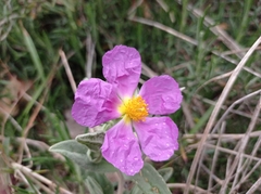 Cistus albidus