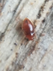 Mycetaea subterranea