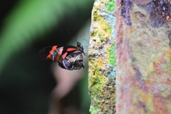 Podotricha telesiphe