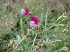 Lathyrus clymenum