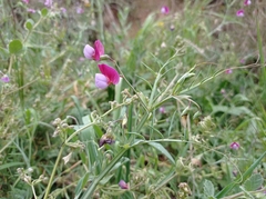 Lathyrus clymenum