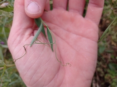 Lathyrus clymenum