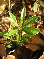 Bonellia frutescens