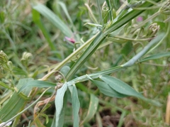 Lathyrus clymenum
