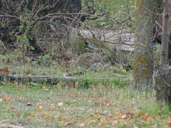 Lepus granatensis