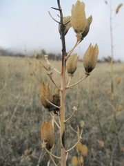 Camassia quamash
