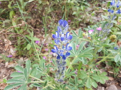 Lupinus micranthus