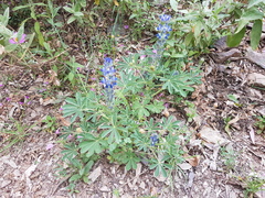 Lupinus micranthus