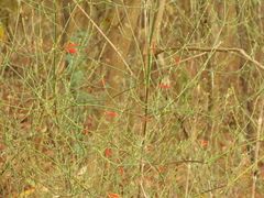 Dicliptera sexangularis