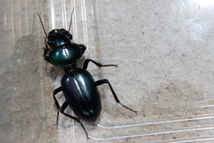 Conopterum sapphirinum