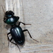 Conopterum - Photo (c) Adam Yates, some rights reserved (CC BY-NC), uploaded by Adam Yates
