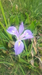 Iris pallida