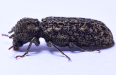 Lichenophanes bicornis