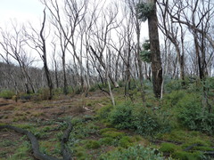 Eucalyptus pauciflora