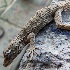 Mediodactylus russowii