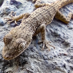 Mediodactylus russowii