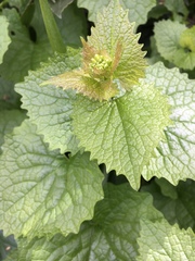 Alliaria petiolata