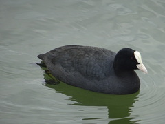 Fulica atra