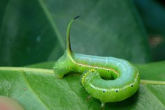 Cephonodes hylas