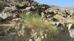 Ochradenus aucheri