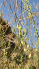 Ochradenus aucheri