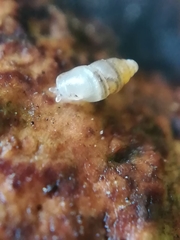Carychium tridentatum