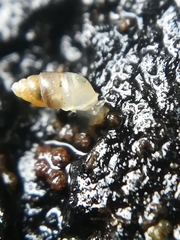 Carychium tridentatum