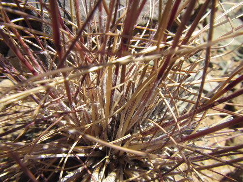 Image of Aristida diffusa by (c) douglaseustonbrown, some rights reserved (CC BY-SA)