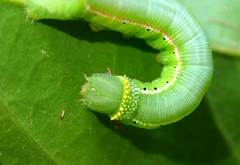 Cephonodes hylas