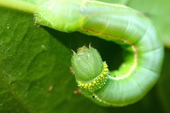 Cephonodes hylas