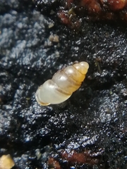 Carychium tridentatum