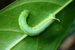Cephonodes hylas