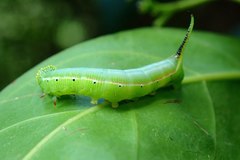 Cephonodes hylas