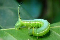 Cephonodes hylas