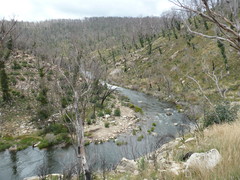 Eucalyptus pauciflora