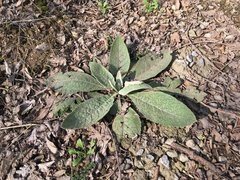 Verbascum songaricum
