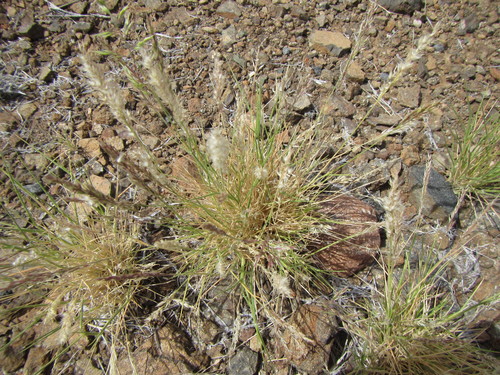 Image of Enneapogon scoparius by (c) douglaseustonbrown, some rights reserved (CC BY-SA)