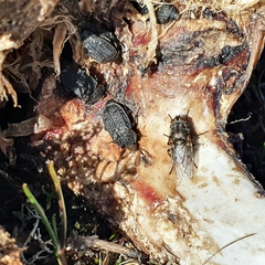 Thanatophilus rugosus