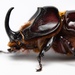Boas Rhinoceros Beetle - Photo (c) david_taylor, some rights reserved (CC BY-NC), uploaded by david_taylor