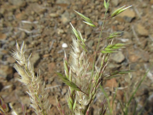 Bottlebrush Grass (Enneapogon scoparius)