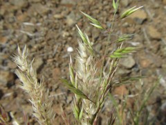 Enneapogon scoparius