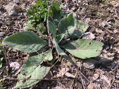 Verbascum songaricum