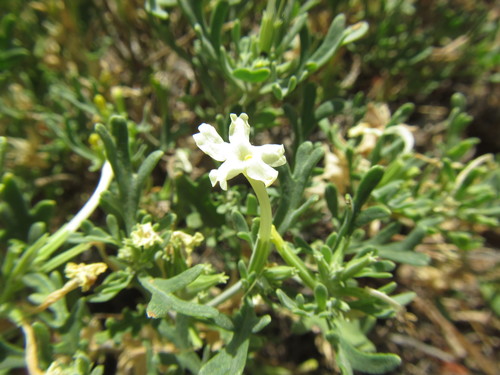 Image of Chascanum pinnatifidum by (c) douglaseustonbrown, some rights reserved (CC BY-SA)