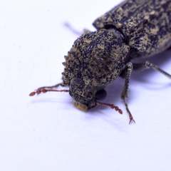 Lichenophanes bicornis