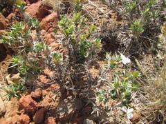 Barleria stimulans