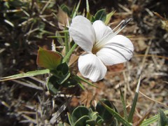 Barleria stimulans