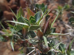 Barleria stimulans