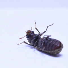 Lichenophanes bicornis