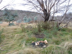 Eucalyptus stellulata